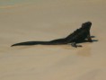 /album/fotogaleria/iguana-negra-jpg/